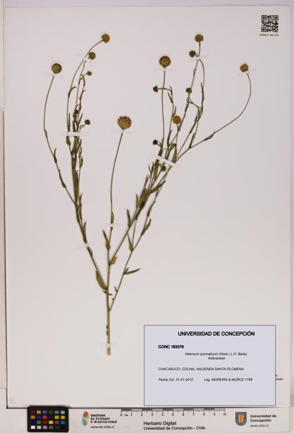 Helenium aromaticum [Espécimen: UDEC:CONC:0183376]