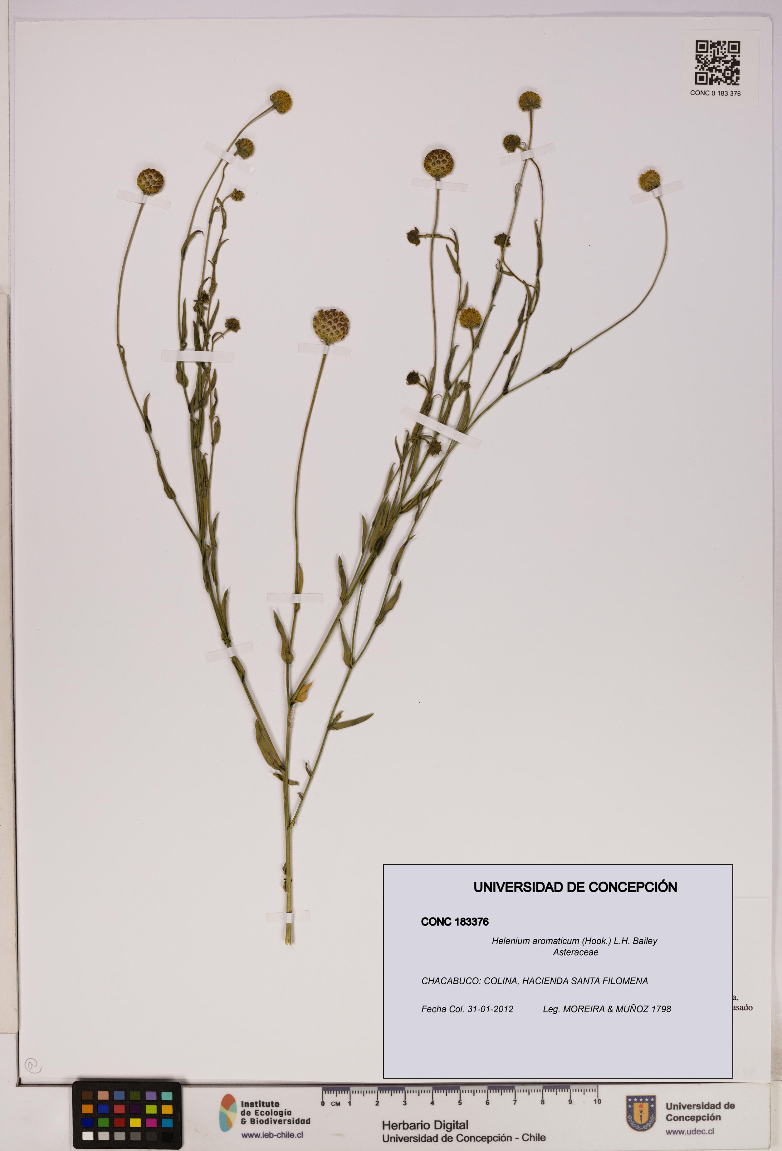 Helenium aromaticum [Espécimen: UDEC:CONC:0183376]