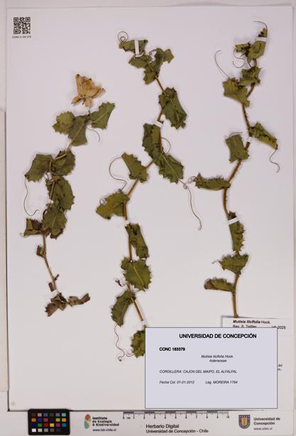 Mutisia ilicifolia [Espécimen: UDEC:CONC:0183379]