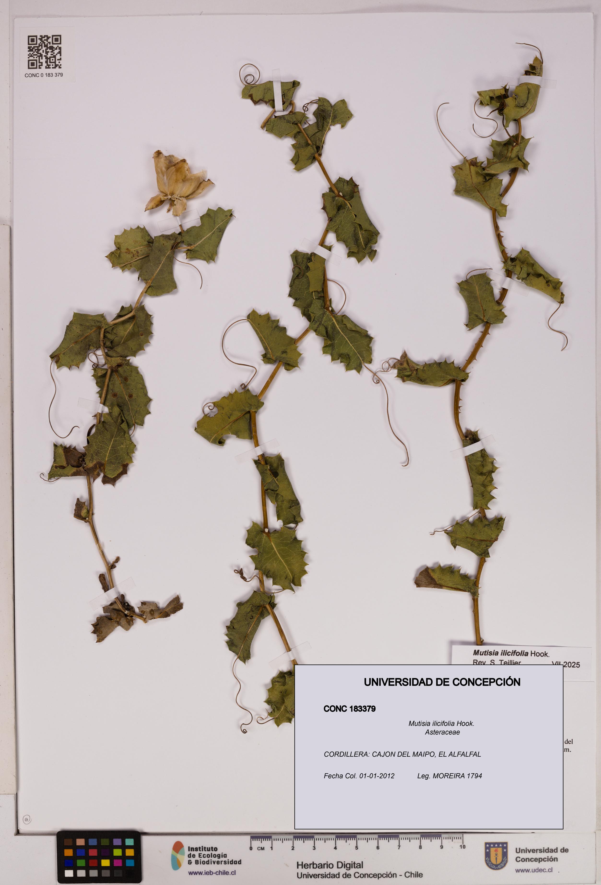 Mutisia ilicifolia [Espécimen: UDEC:CONC:0183379]