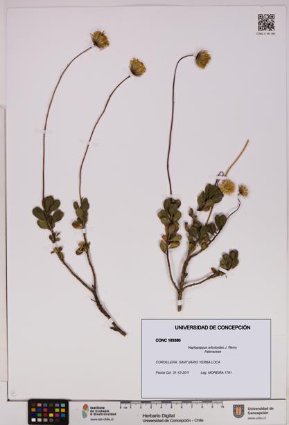 Haplopappus arbutoides [Espécimen: UDEC:CONC:0183380]