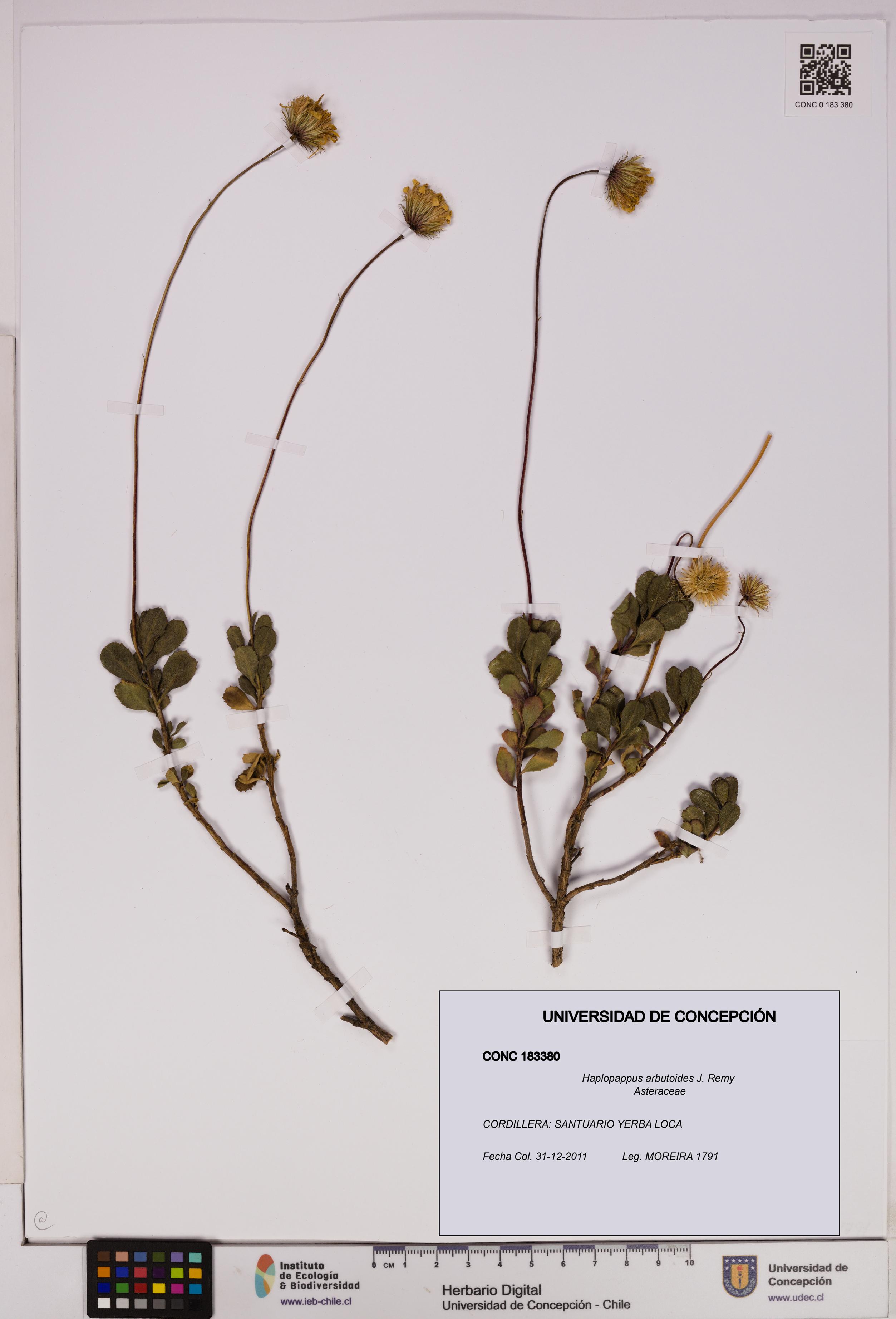 Haplopappus arbutoides [Espécimen: UDEC:CONC:0183380]