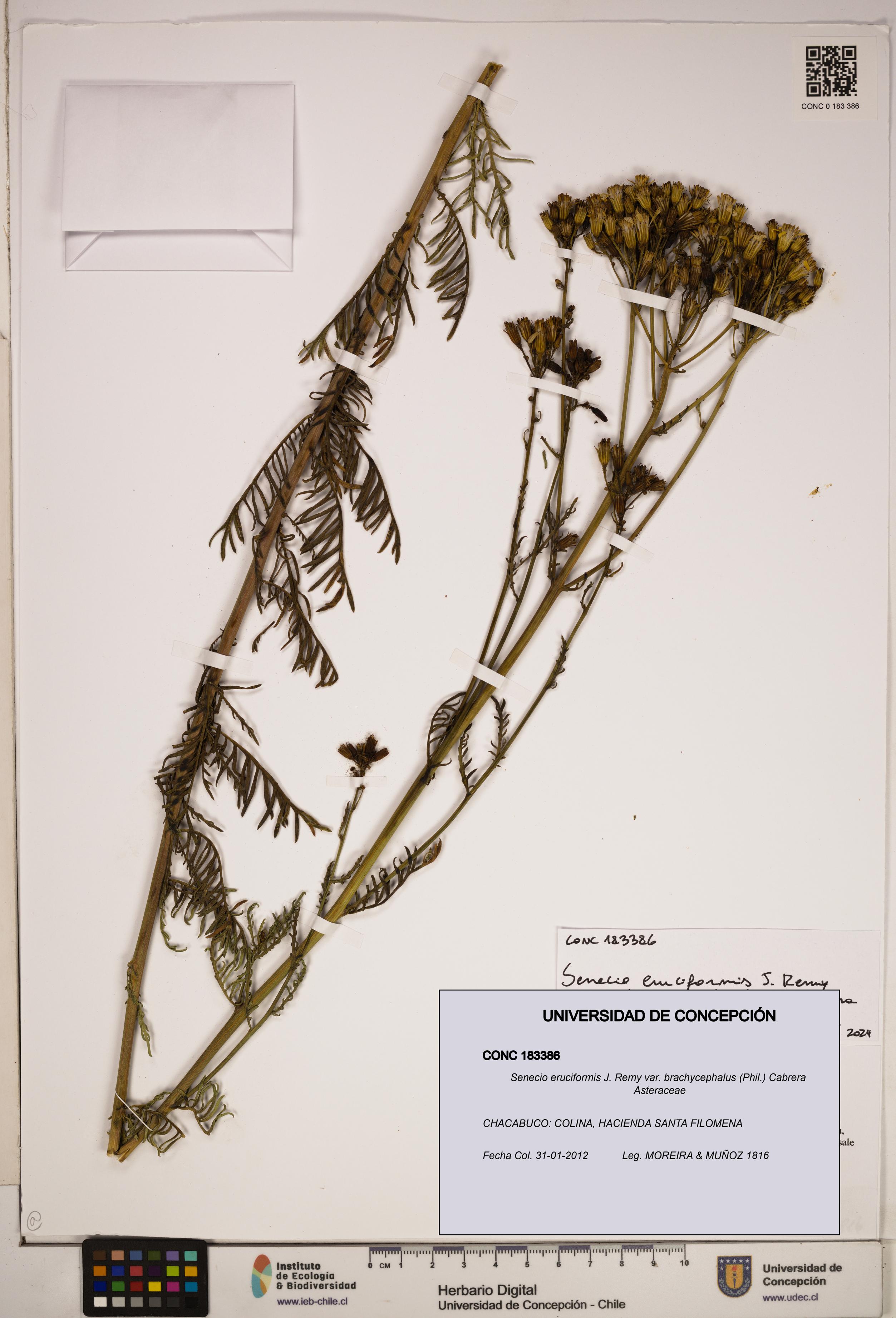 Senecio eruciformis [Espécimen: ]