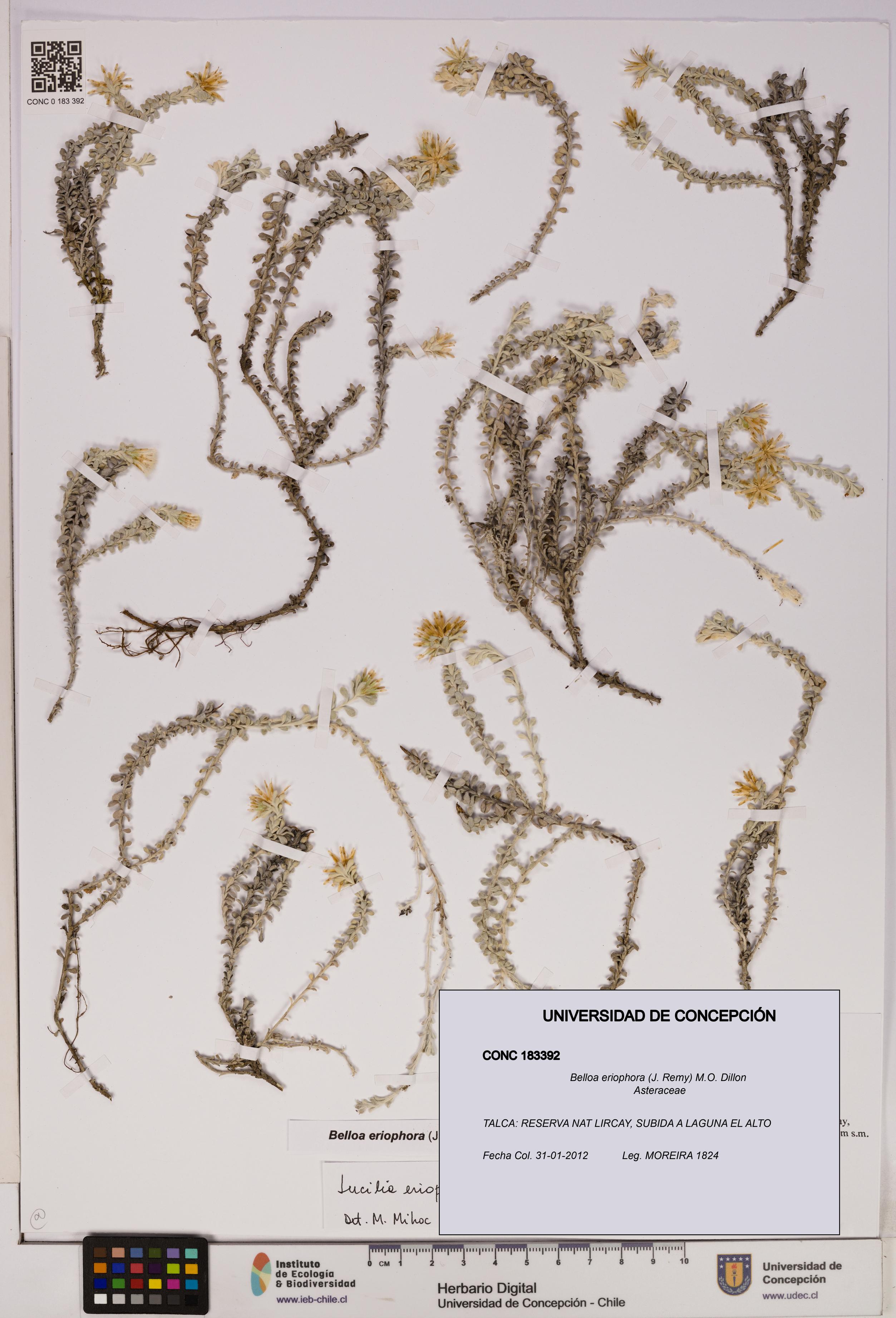 Belloa eriophora [Espécimen: UDEC:CONC:0183392]