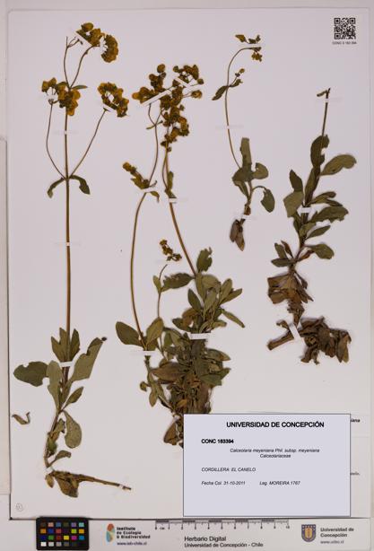 Calceolaria meyeniana subsp. meyeniana [Espécimen: UDEC:CONC:0183394]