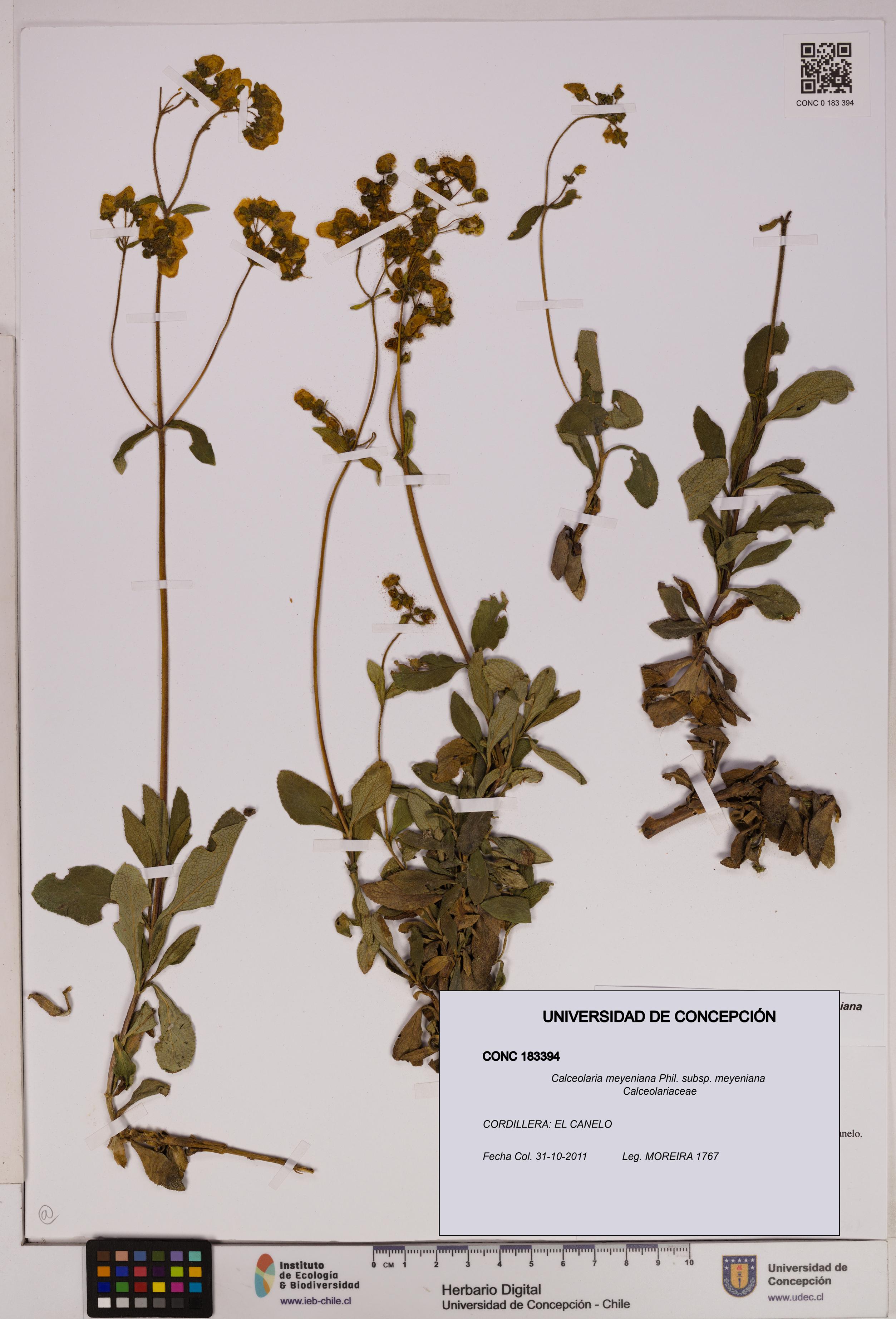 Calceolaria meyeniana subsp. meyeniana [Espécimen: UDEC:CONC:0183394]