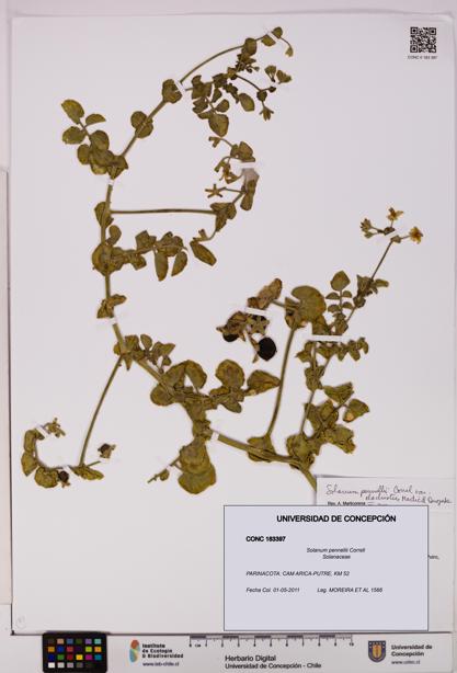 Solanum pennellii [Espécimen: UDEC:CONC:0183397]