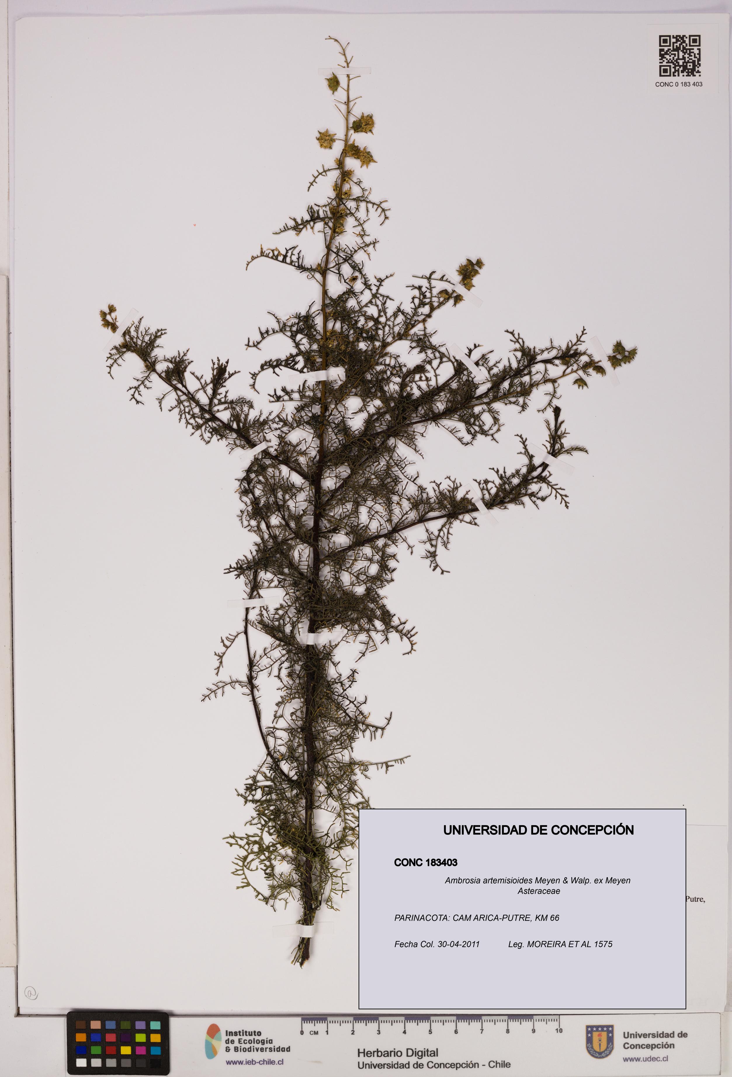 Ambrosia artemisioides [Espécimen: UDEC:CONC:0183403]