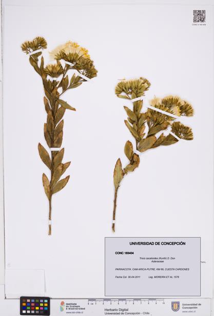 Trixis cacalioides [Espécimen: ]