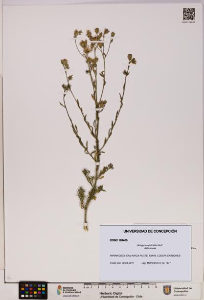 Helogyne apaloidea [Espécimen: UDEC:CONC:0183405]