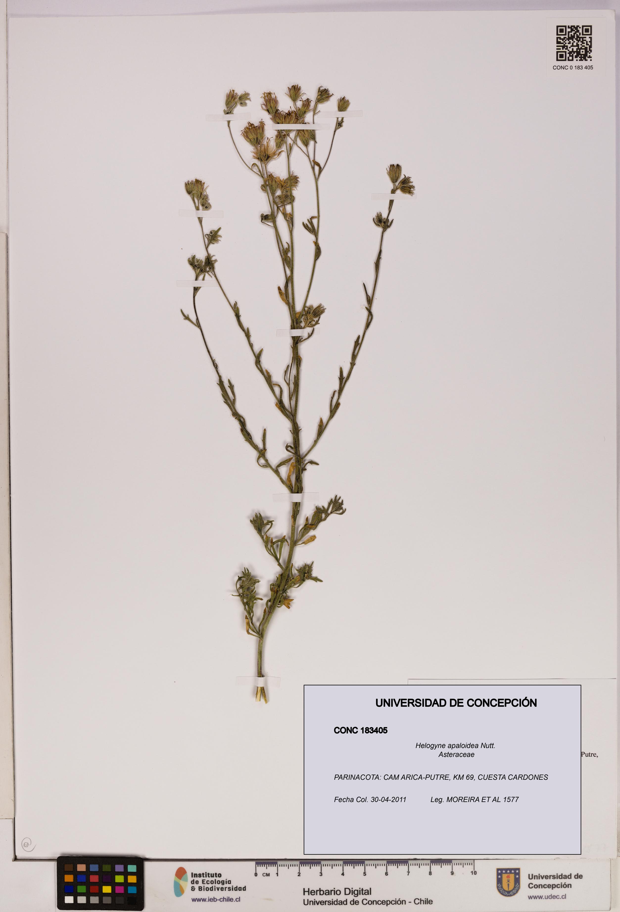 Helogyne apaloidea [Espécimen: UDEC:CONC:0183405]