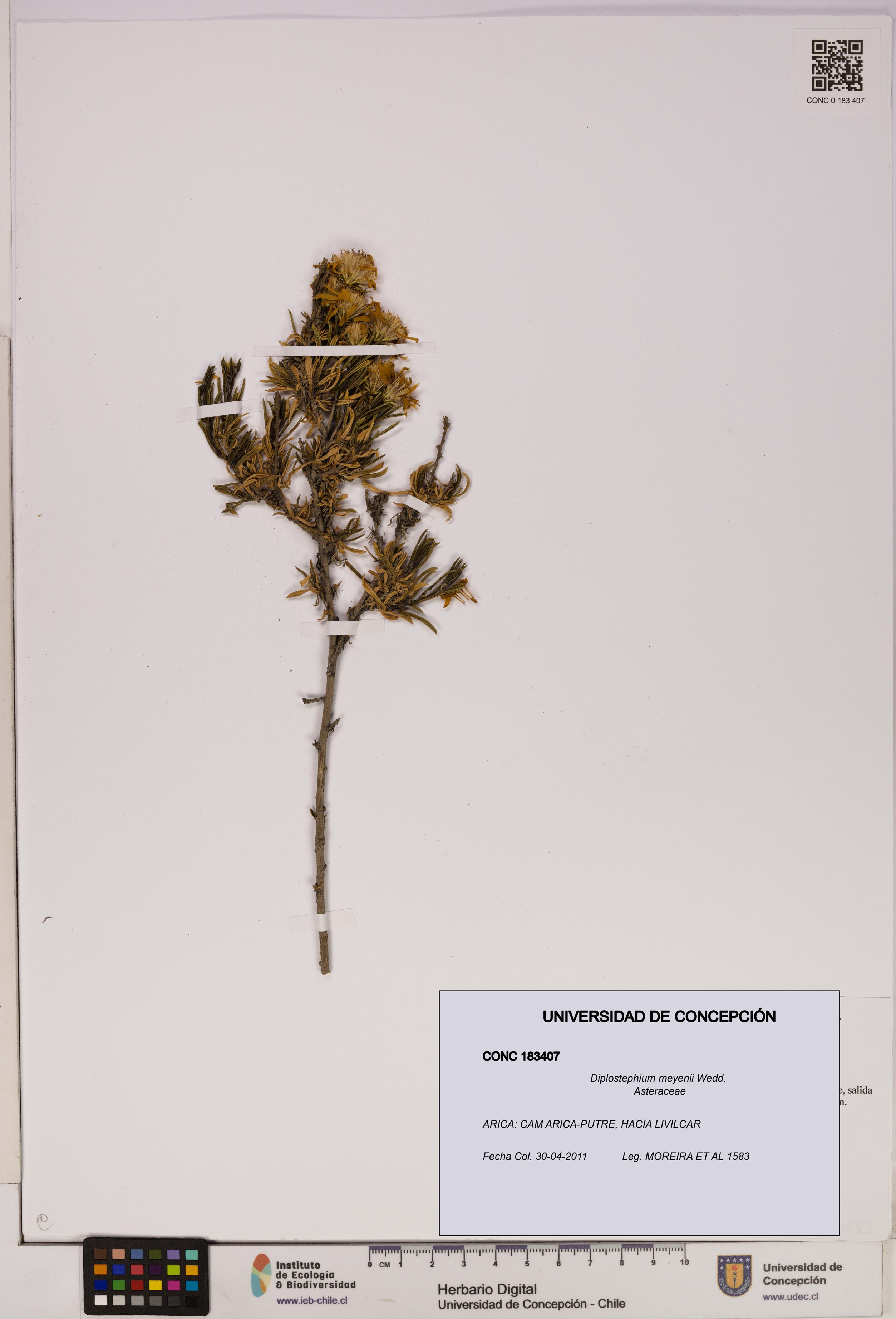 Diplostephium meyenii [Espécimen: UDEC:CONC:0183407]