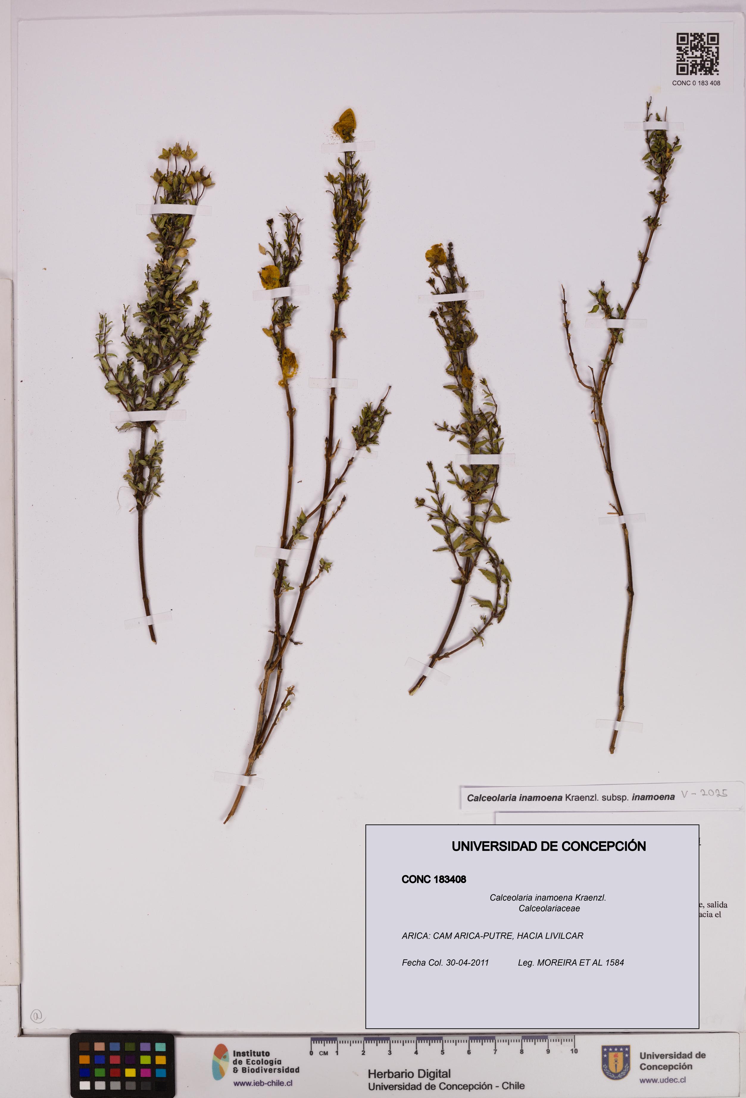 Calceolaria inamoena [Espécimen: UDEC:CONC:0183408]
