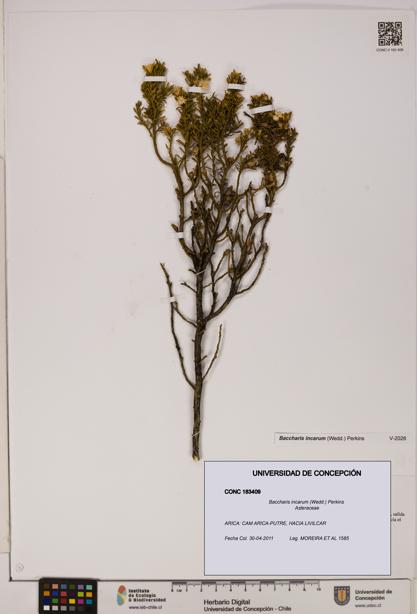 Baccharis incarum [Espécimen: UDEC:CONC:0183409]