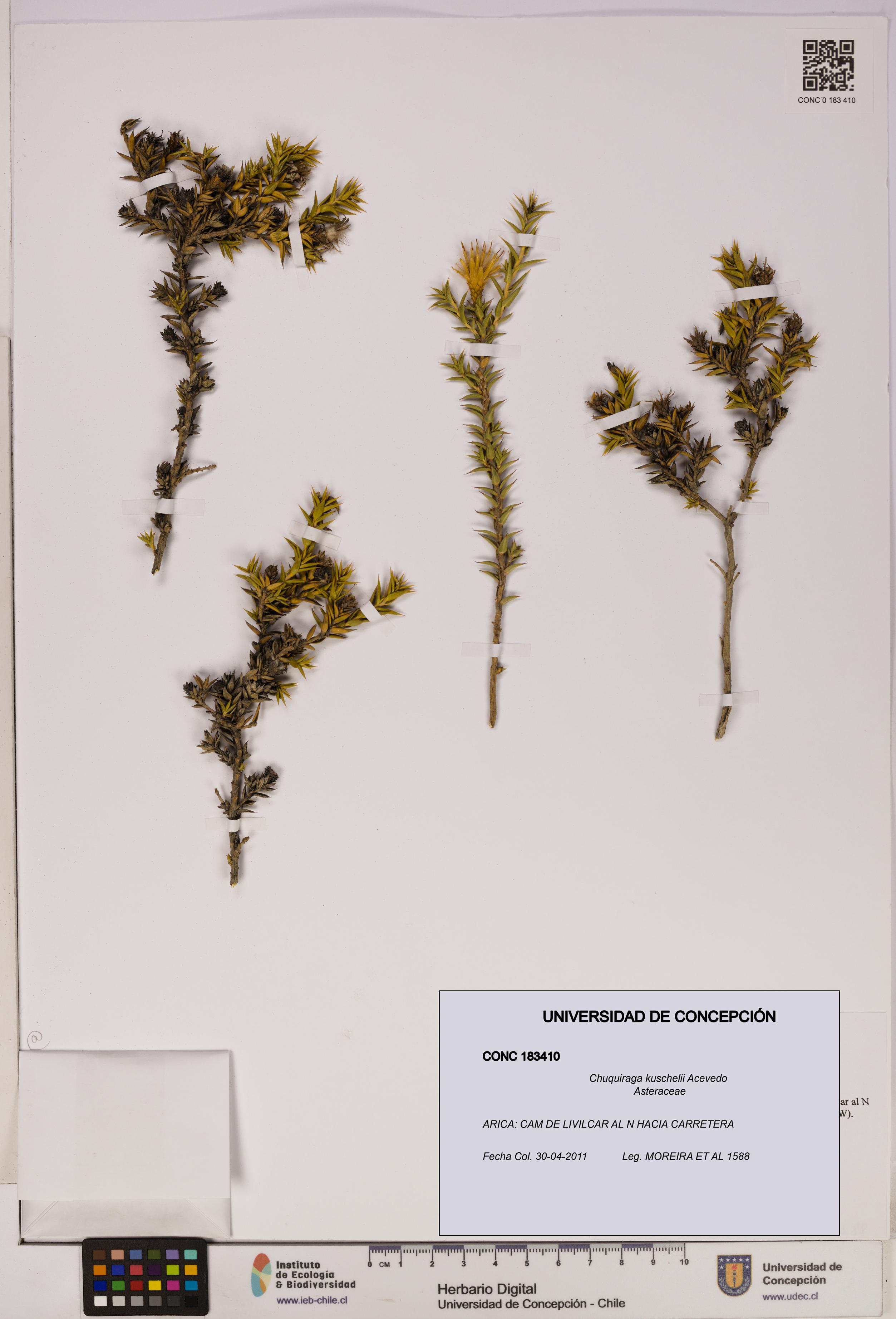 Chuquiraga kuschelii [Espécimen: UDEC:CONC:0183410]