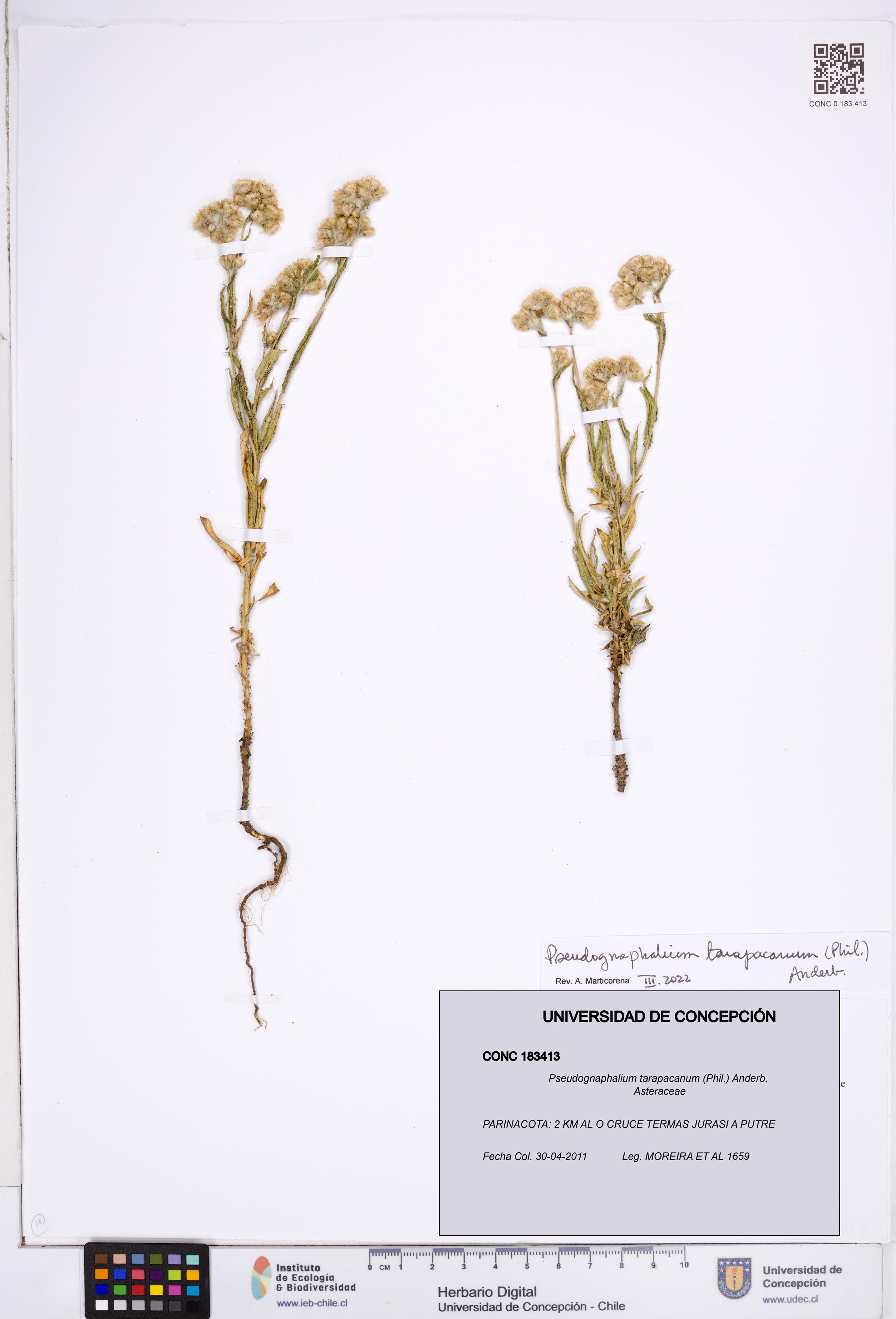 Pseudognaphalium tarapacanum [Espécimen: ]