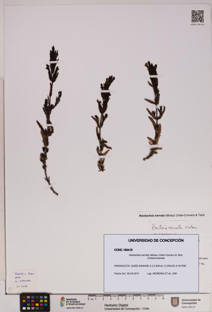 Neobartsia serrata [Espécimen: UDEC:CONC:0183415]
