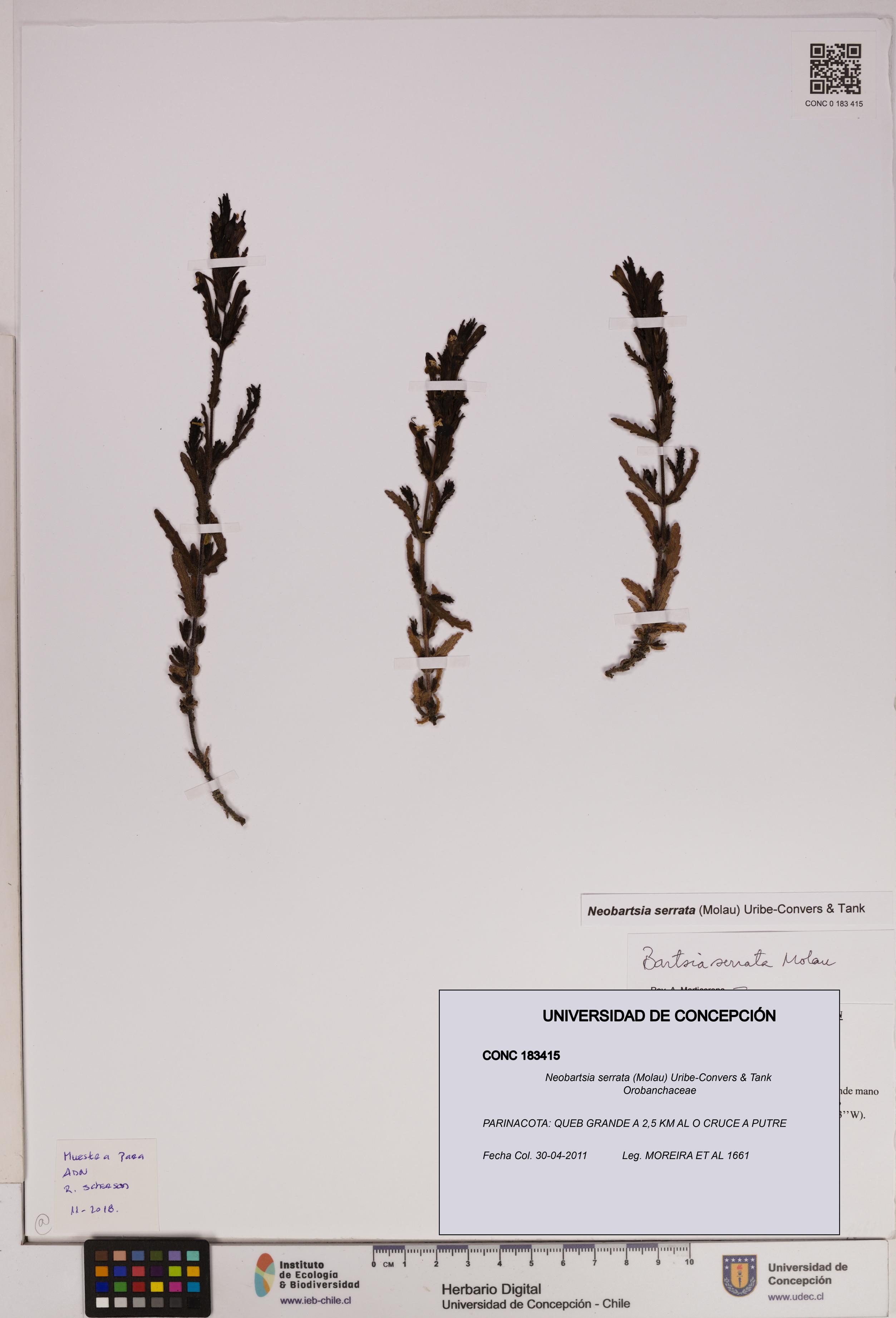 Neobartsia serrata [Espécimen: UDEC:CONC:0183415]