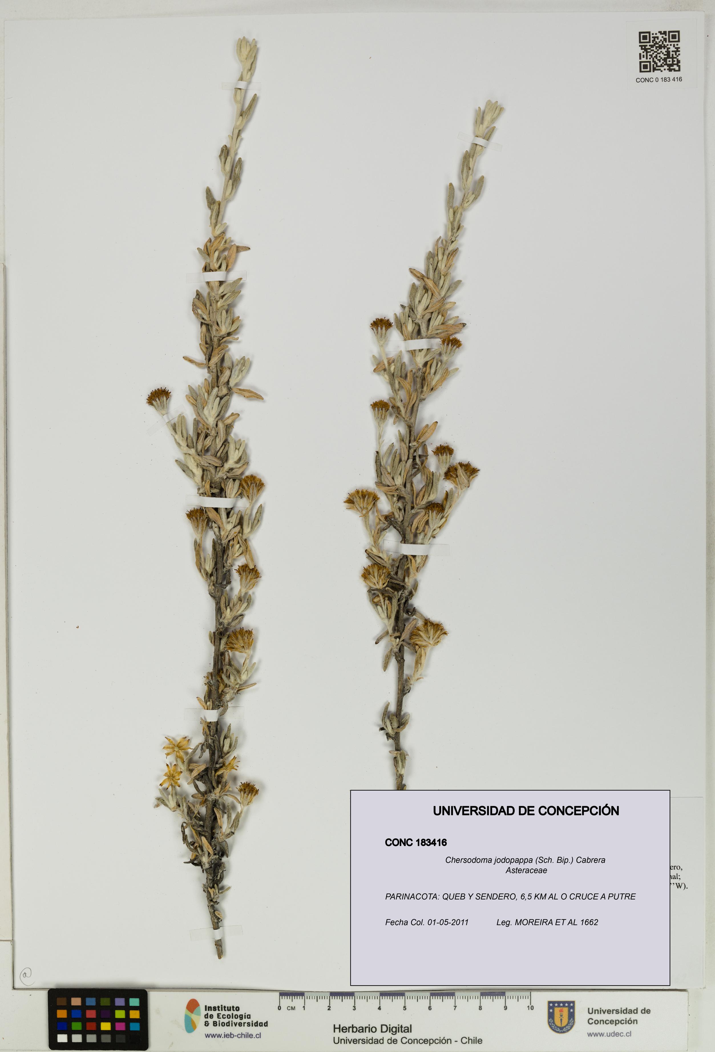 Chersodoma jodopappa [Espécimen: UDEC:CONC:0183416]