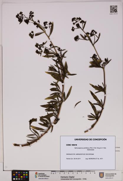 Ophryosporus pinifolius [Espécimen: UDEC:CONC:0183419]