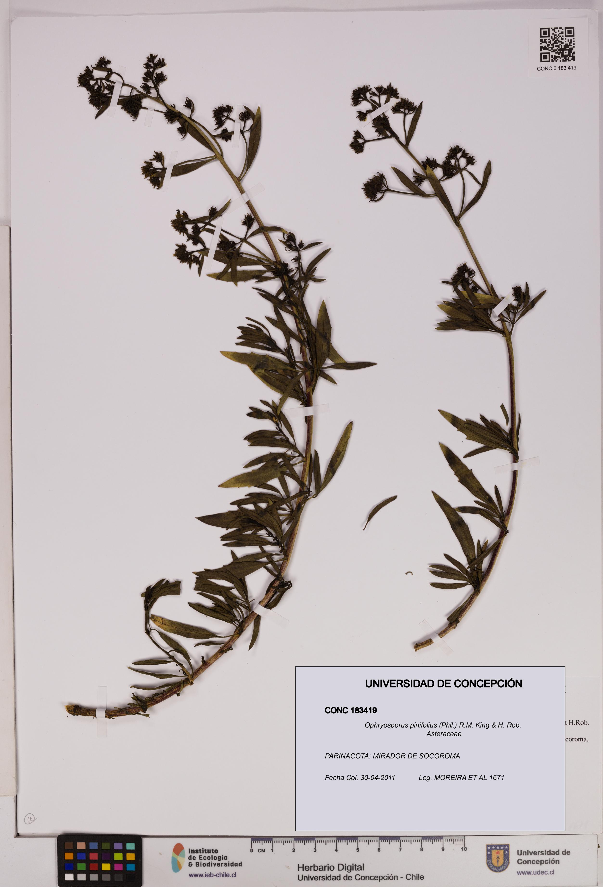 Ophryosporus pinifolius [Espécimen: UDEC:CONC:0183419]