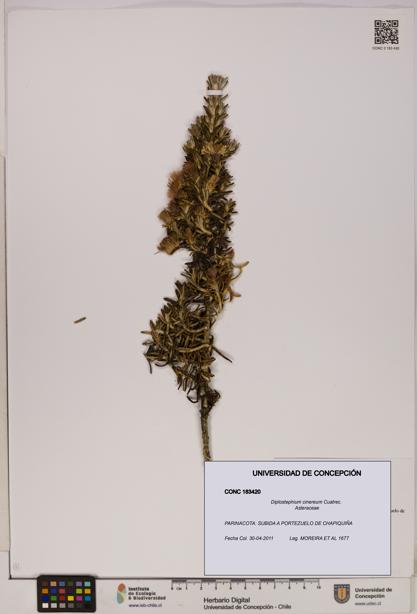 Diplostephium cinereum [Espécimen: UDEC:CONC:0183420]