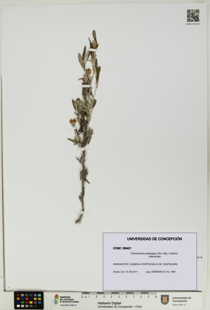 Chersodoma jodopappa [Espécimen: UDEC:CONC:0183421]