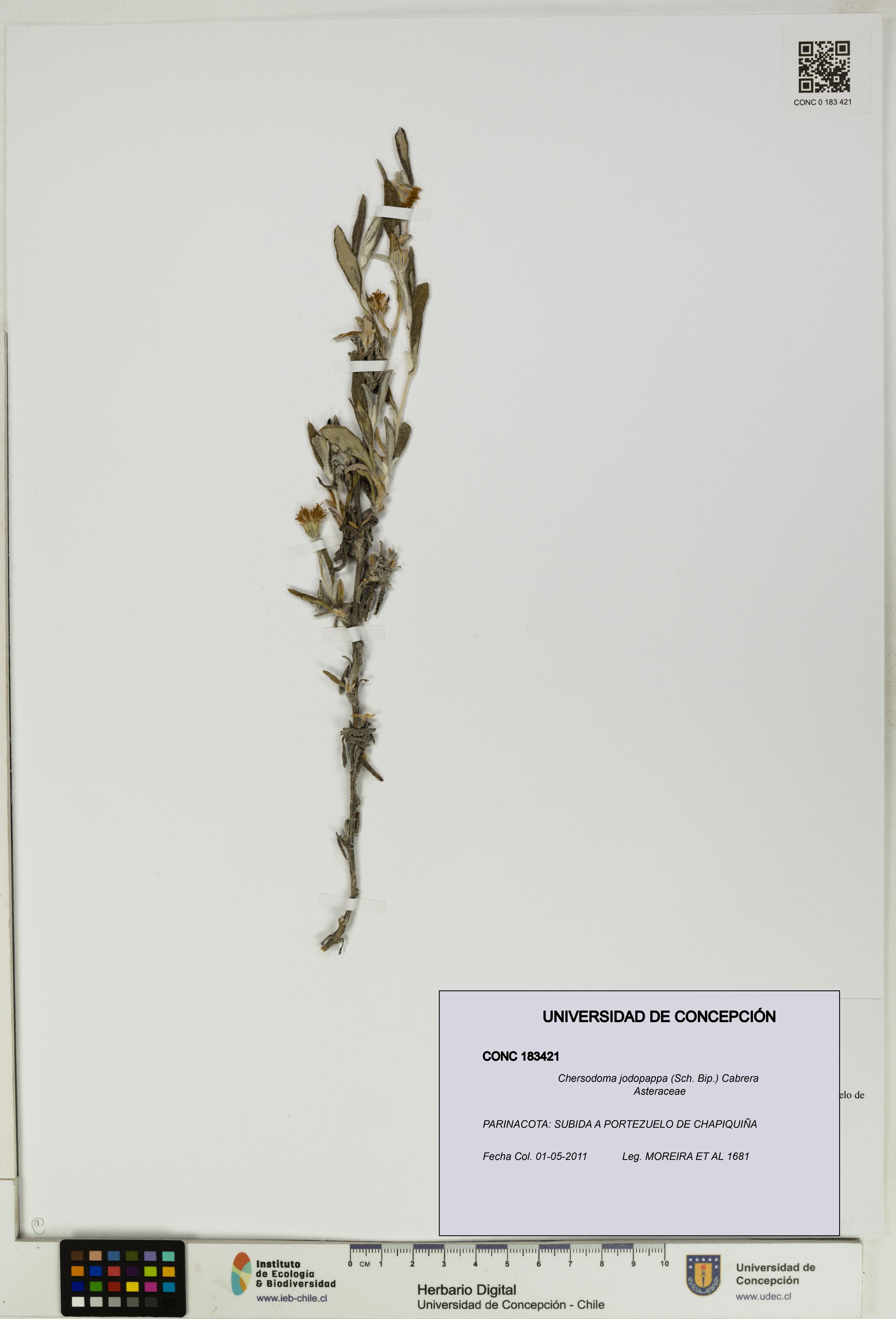 Chersodoma jodopappa [Espécimen: UDEC:CONC:0183421]