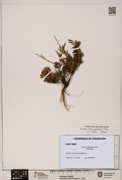 Senecio chionophilus [Espécimen: UDEC:CONC:0183425]