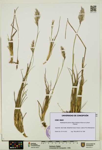 Rytidosperma pictum var. pictum [Espécimen: UDEC:CONC:0183431]