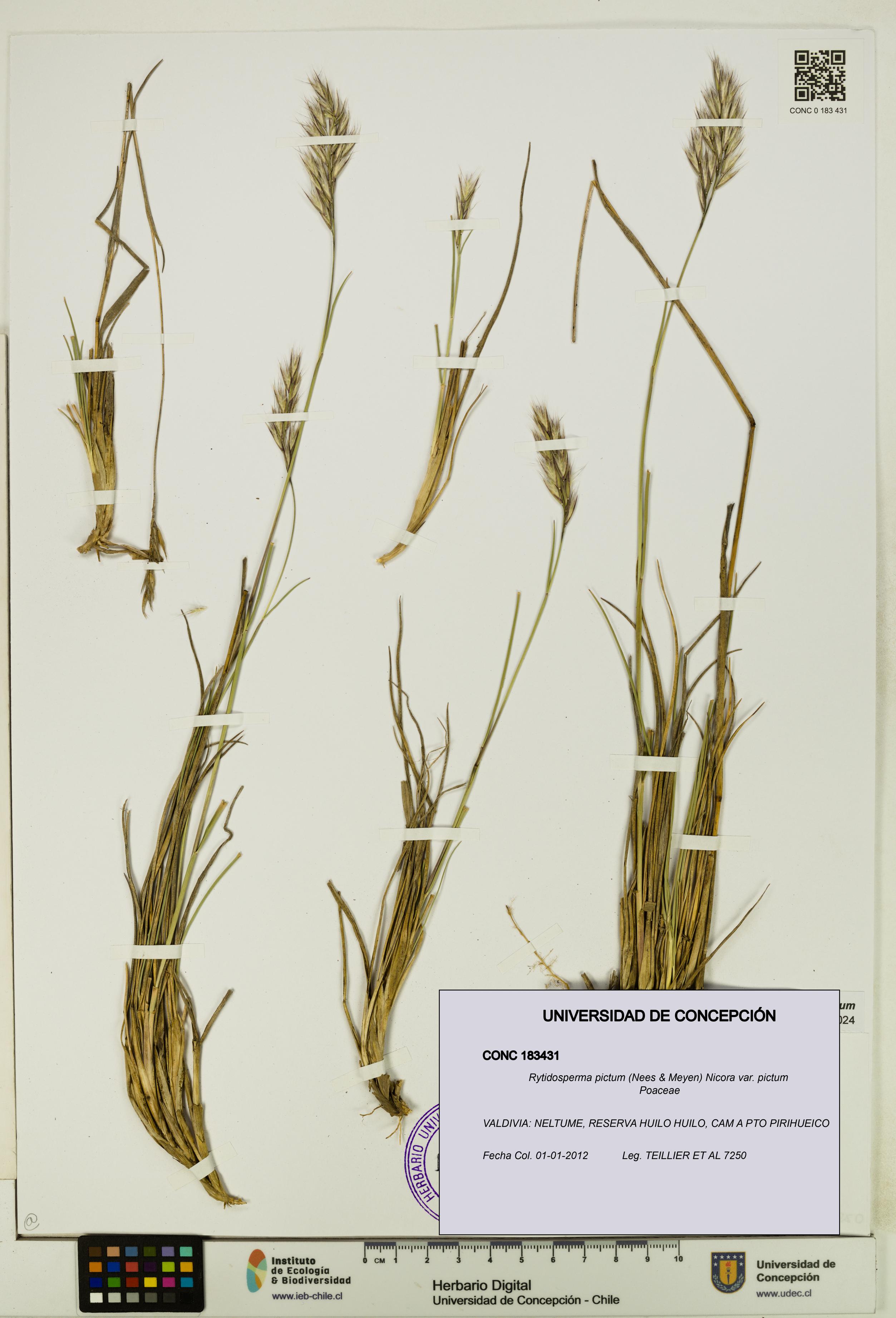 Rytidosperma pictum var. pictum [Espécimen: UDEC:CONC:0183431]