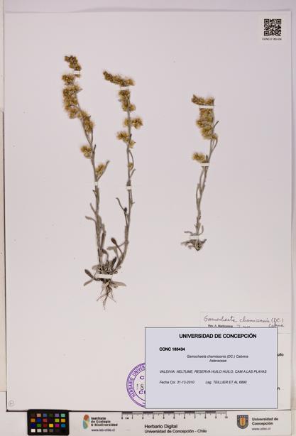 Gamochaeta chamissonis [Espécimen: UDEC:CONC:0183434]