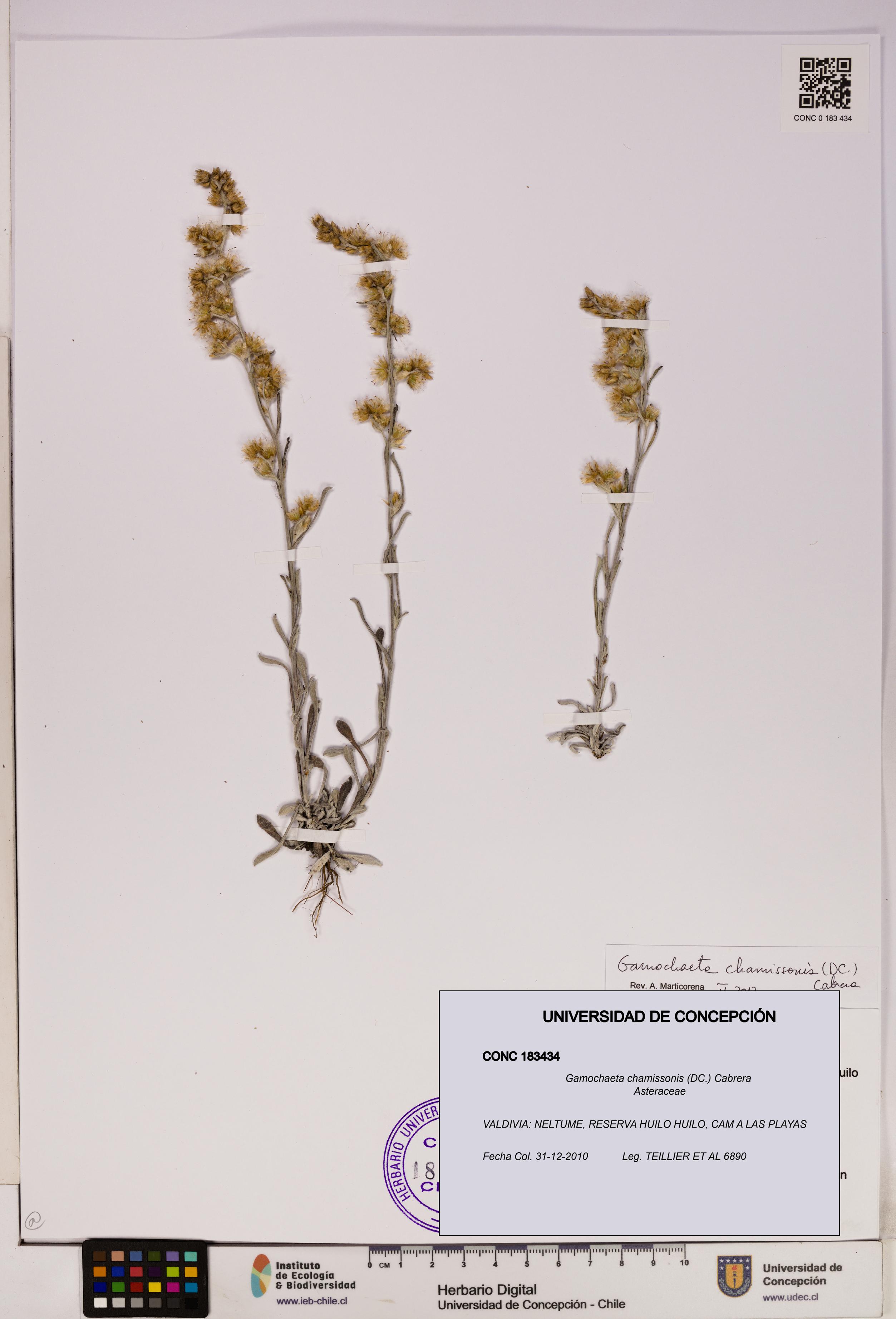 Gamochaeta chamissonis [Espécimen: UDEC:CONC:0183434]