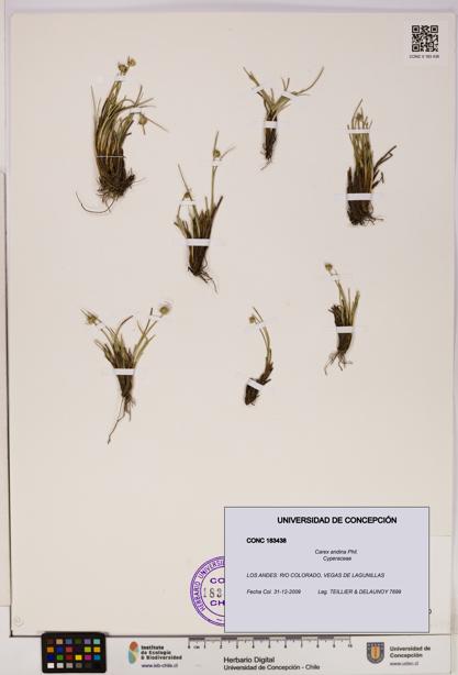Carex andina [Espécimen: UDEC:CONC:0183438]