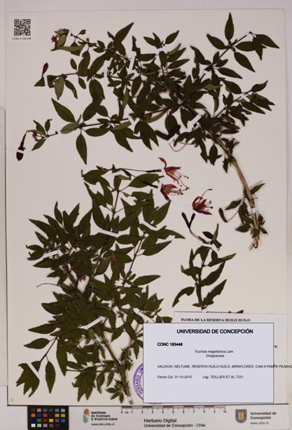Fuchsia magellanica [Espécimen: UDEC:CONC:0183448]