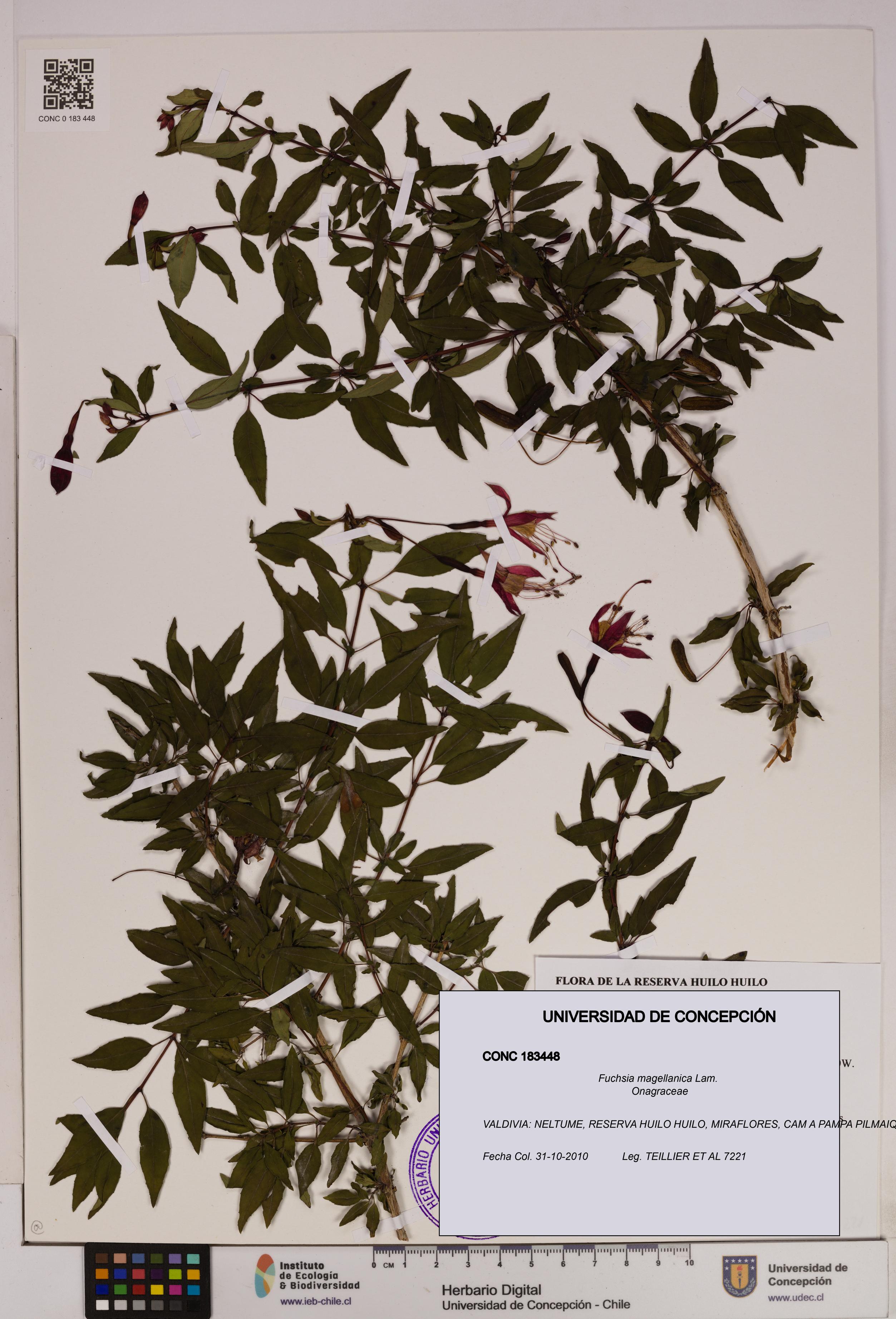 Fuchsia magellanica [Espécimen: UDEC:CONC:0183448]