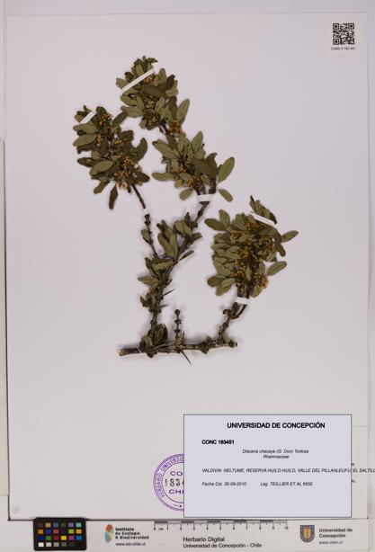 Discaria chacaye [Espécimen: UDEC:CONC:0183451]