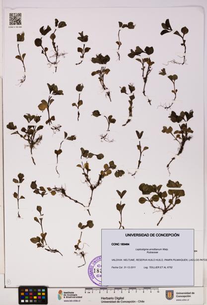 Leptostigma arnottianum [Espécimen: UDEC:CONC:0183464]