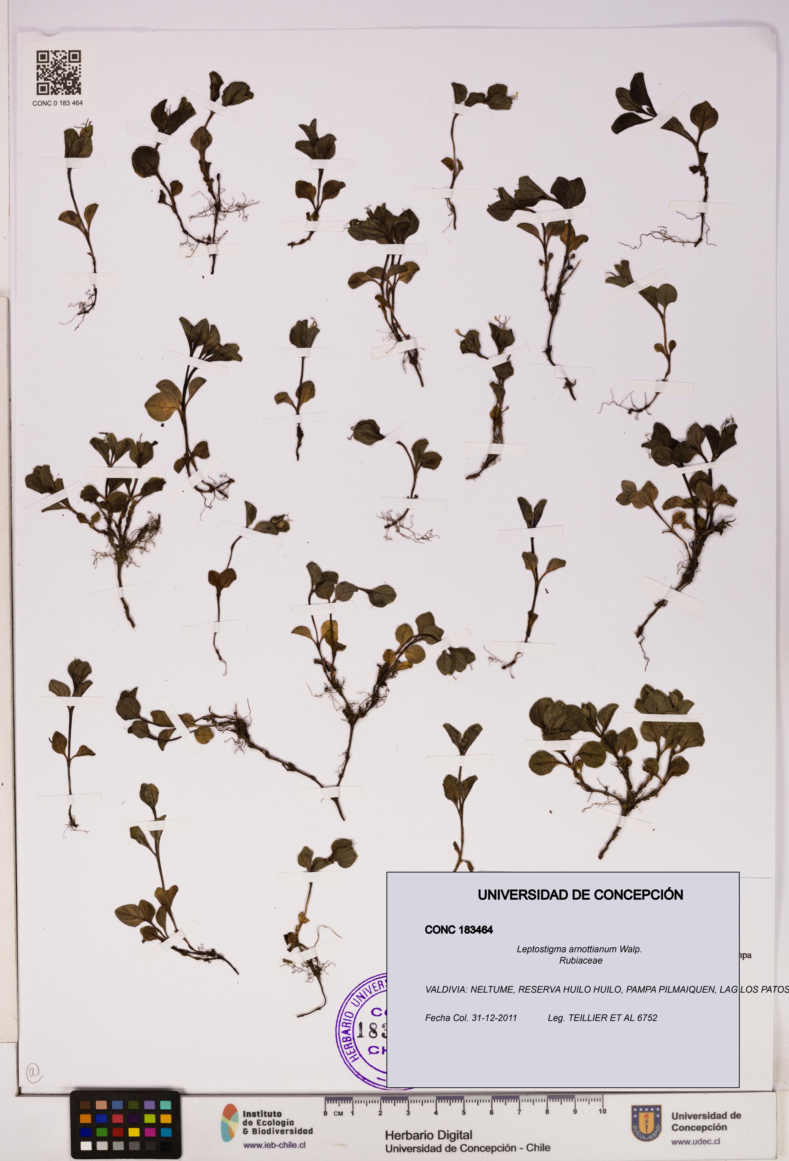Leptostigma arnottianum [Espécimen: UDEC:CONC:0183464]