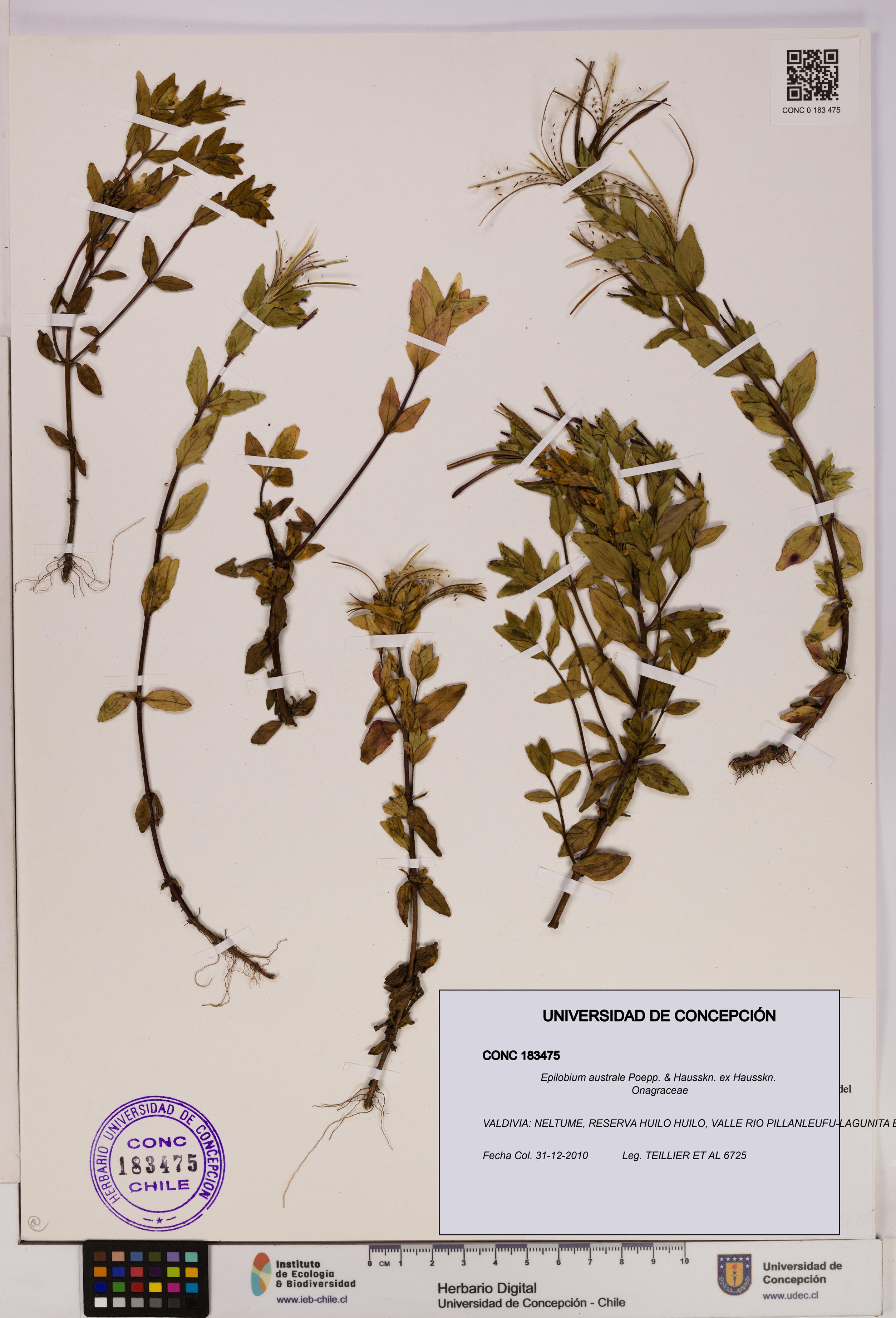Epilobium australe [Espécimen: UDEC:CONC:0183475]