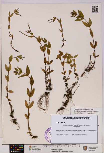 Epilobium australe [Espécimen: UDEC:CONC:0183476]