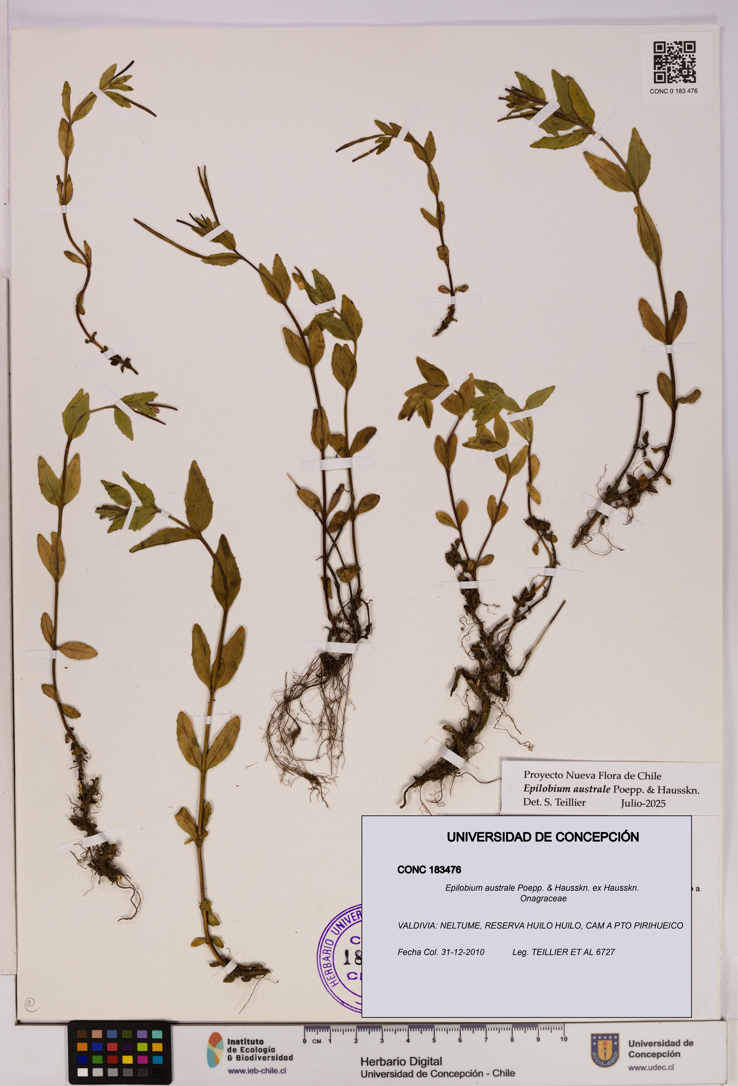 Epilobium australe [Espécimen: UDEC:CONC:0183476]