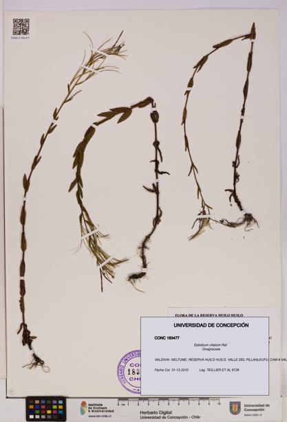 Epilobium ciliatum [Espécimen: UDEC:CONC:0183477]