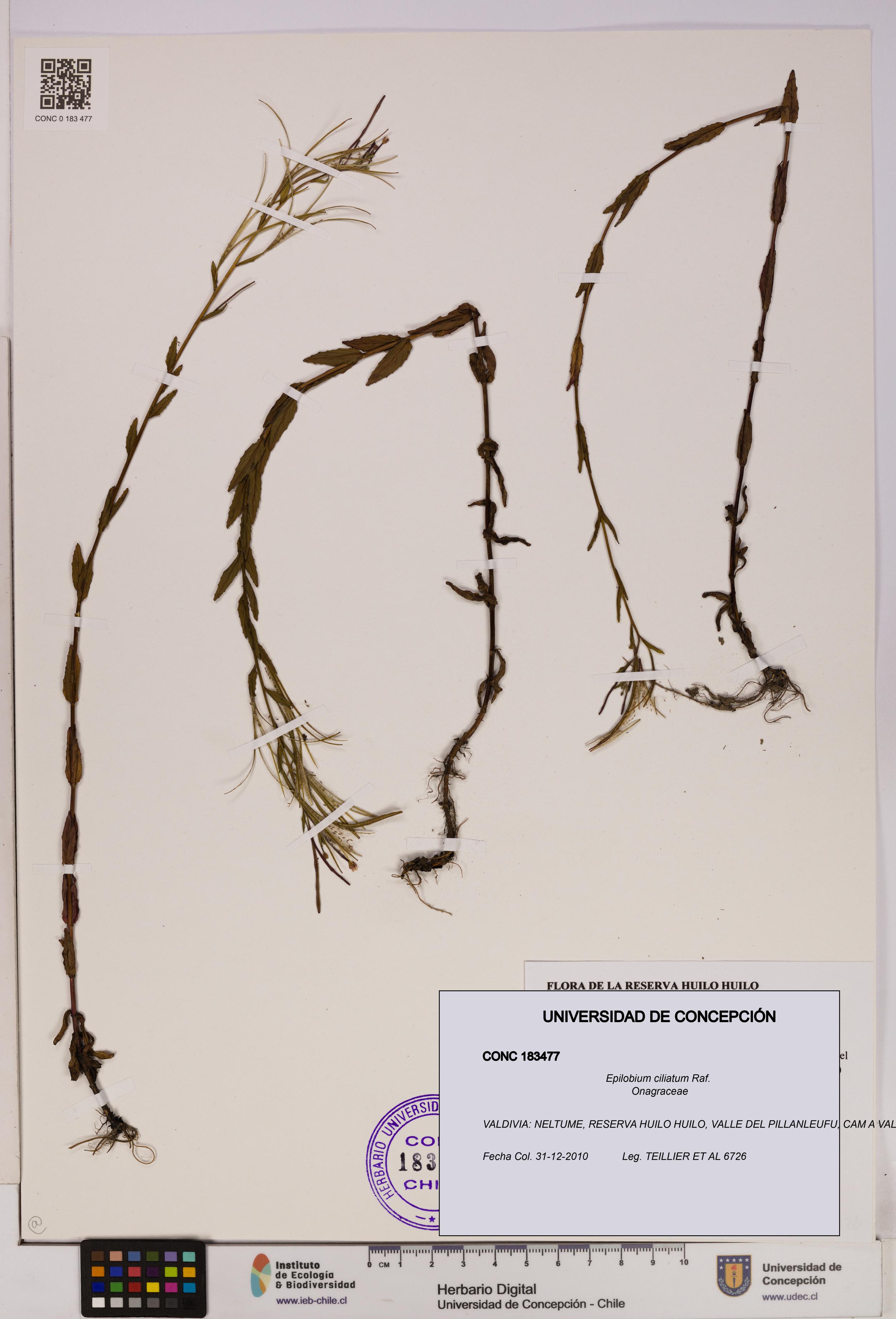 Epilobium ciliatum [Espécimen: UDEC:CONC:0183477]