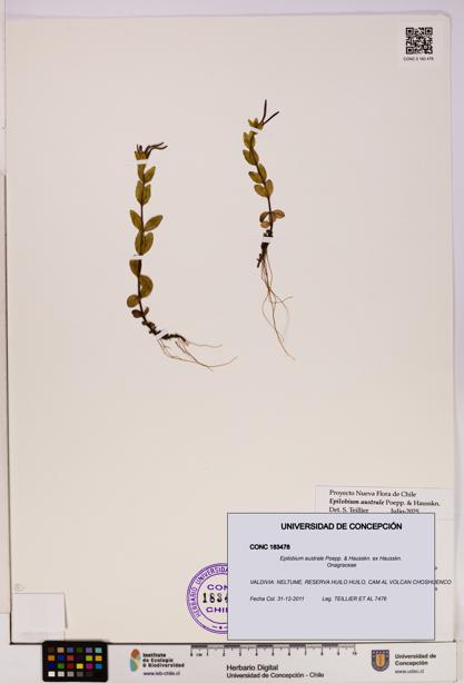 Epilobium australe [Espécimen: UDEC:CONC:0183478]