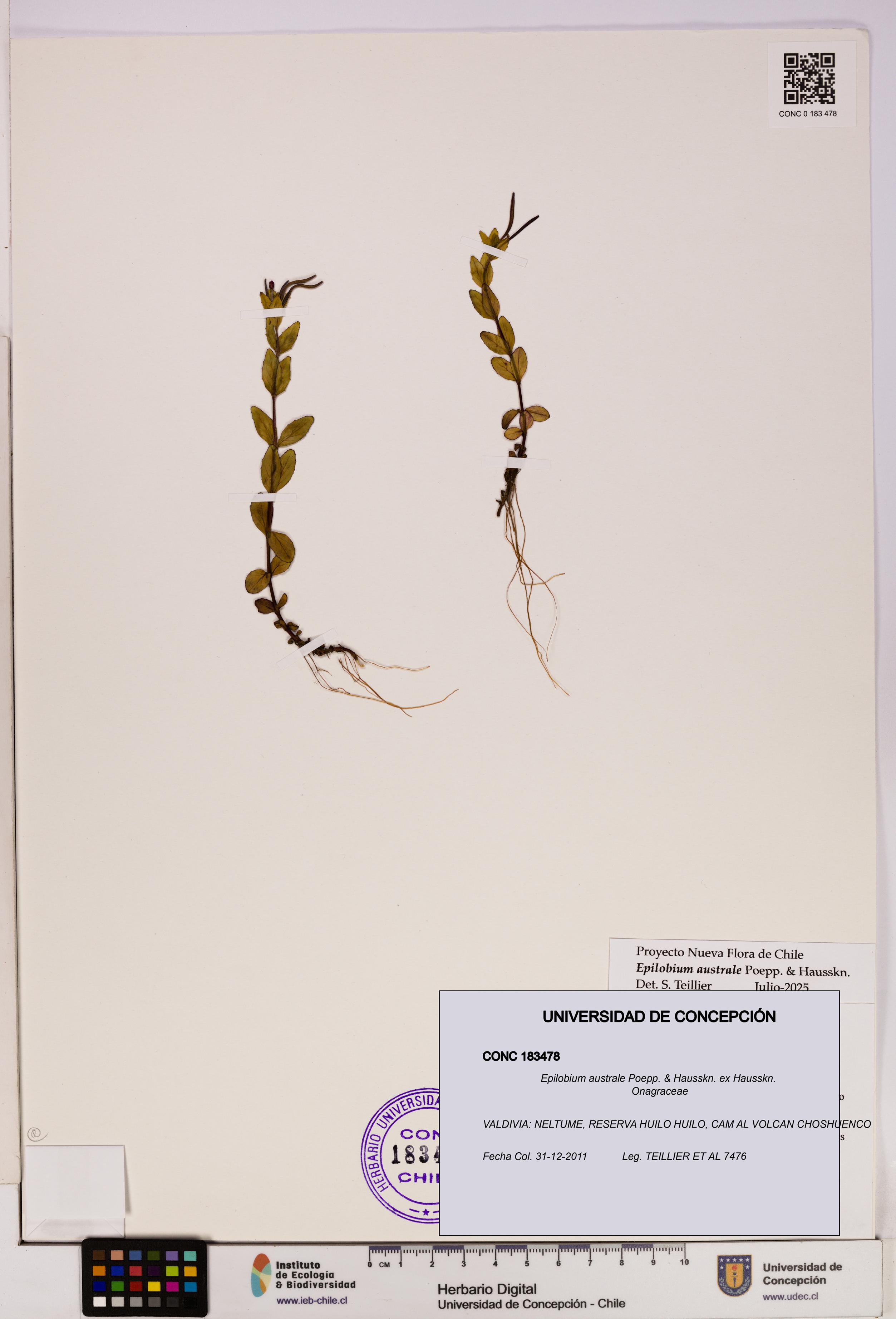 Epilobium australe [Espécimen: UDEC:CONC:0183478]