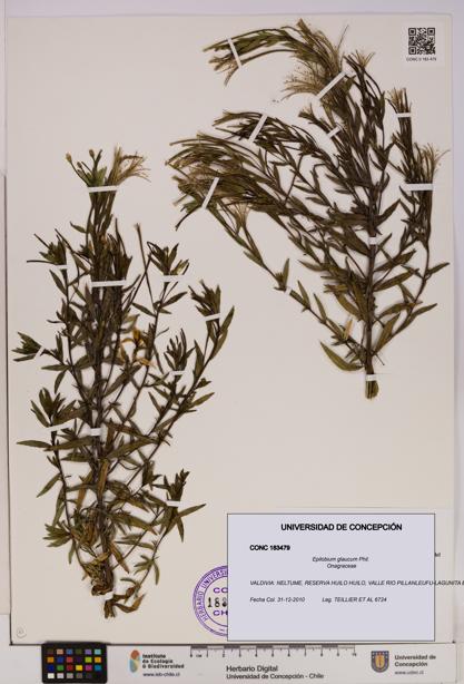 Epilobium glaucum [Espécimen: UDEC:CONC:0183479]