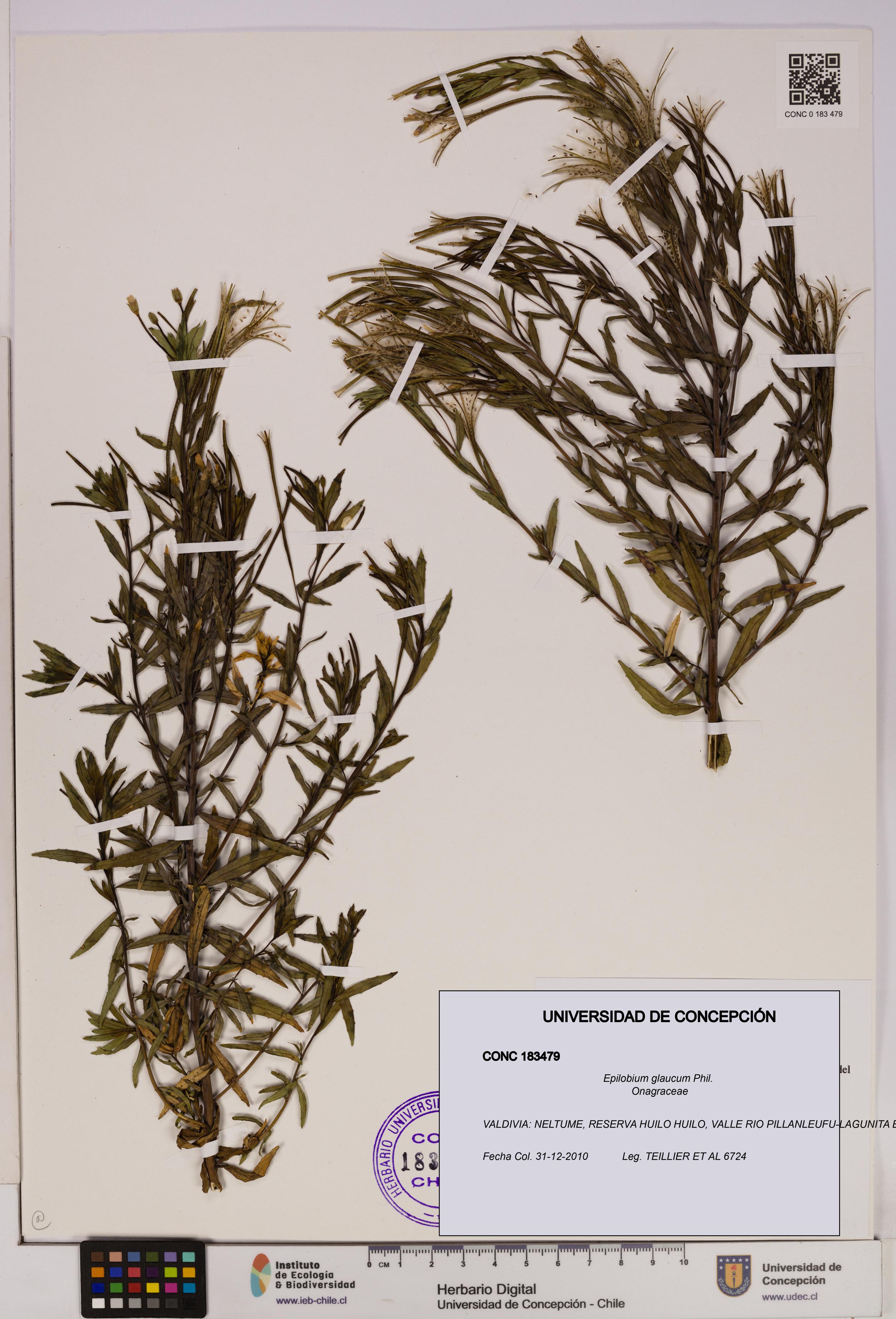 Epilobium glaucum [Espécimen: UDEC:CONC:0183479]
