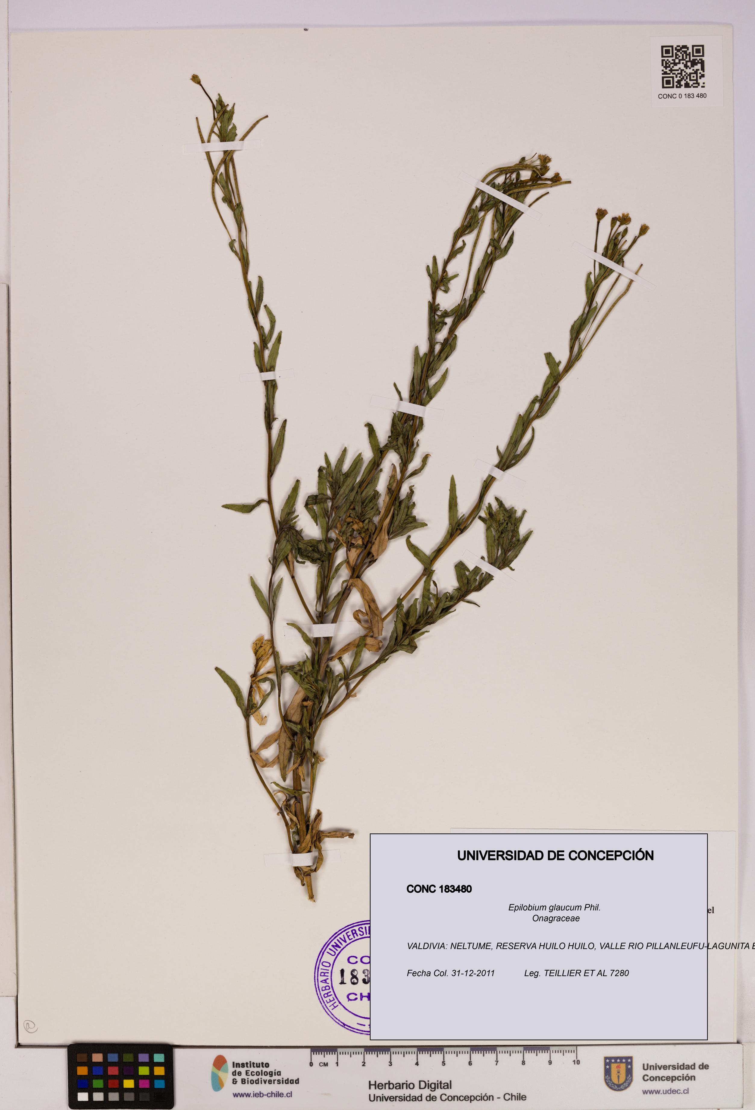 Epilobium glaucum [Espécimen: UDEC:CONC:0183480]