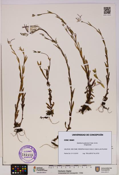 Epilobium puberulum [Espécimen: UDEC:CONC:0183481]
